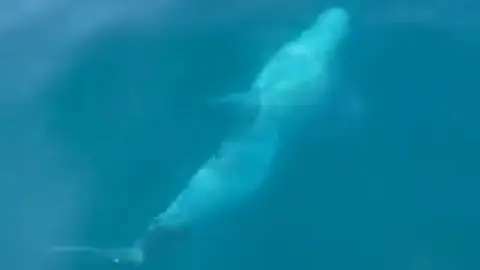 delfin