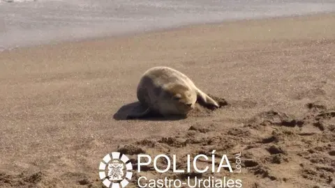 Foto: @policiadecastro