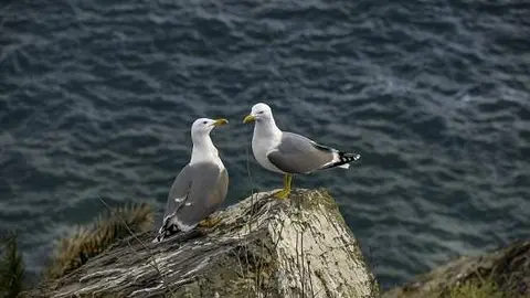 Gaviota_Web