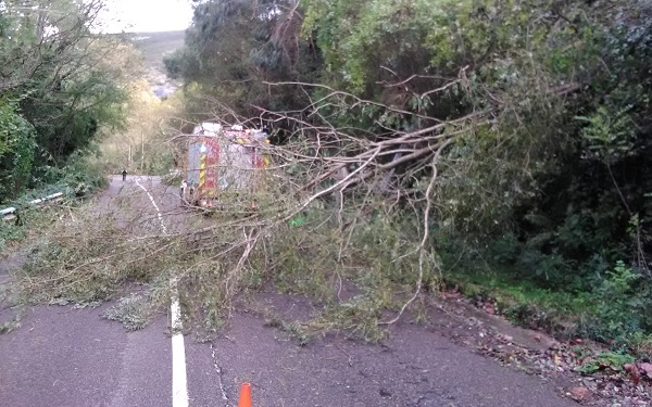 Un árbol caido corta la N-634 entre Mioño y Saltacaballo (Castro Urdiales)