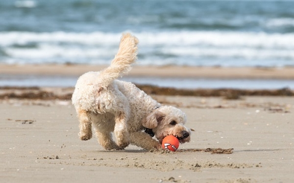 Los perros se despiden de las playas en Castro Urdiales hasta octubre