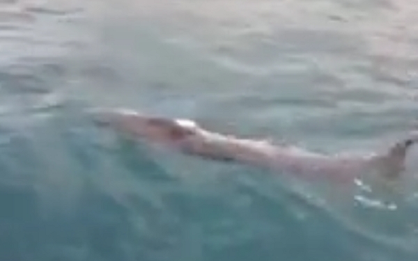 [VIDEO] Avistan una ballena en Castro Urdiales