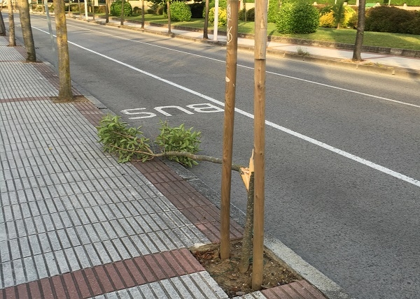 Nuevos actos de vandalismo dejan varios arboles rotos en la Avenida de Riomar