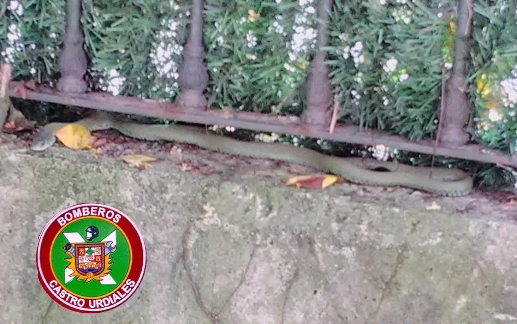 Bomberos capturan y liberan una serpiente aparecida en un jardín de Castro Urdiales