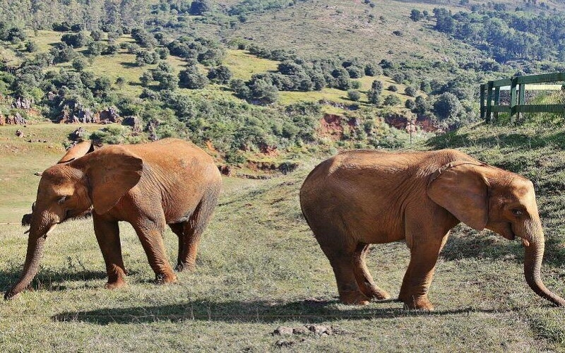 Fallece un trabajador del Parque de la Naturaleza de Cabárceno tras ser golpeado por un elefante
