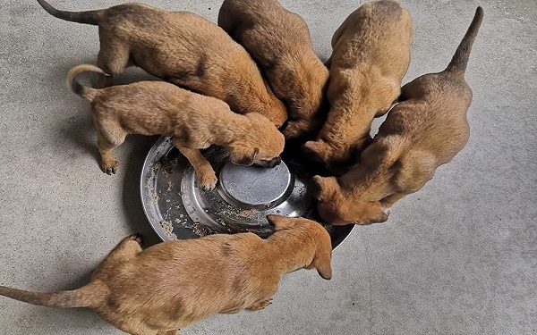 Encontrados ocho cachorros en un contenedor de basura en Castro Urdiales